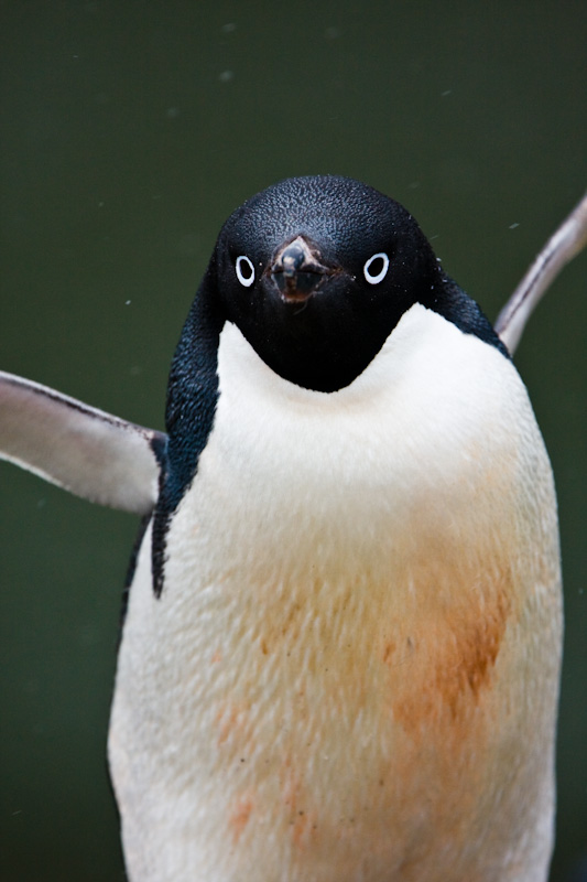 Adélie Penguin